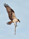 Osprey Nest Material_24925